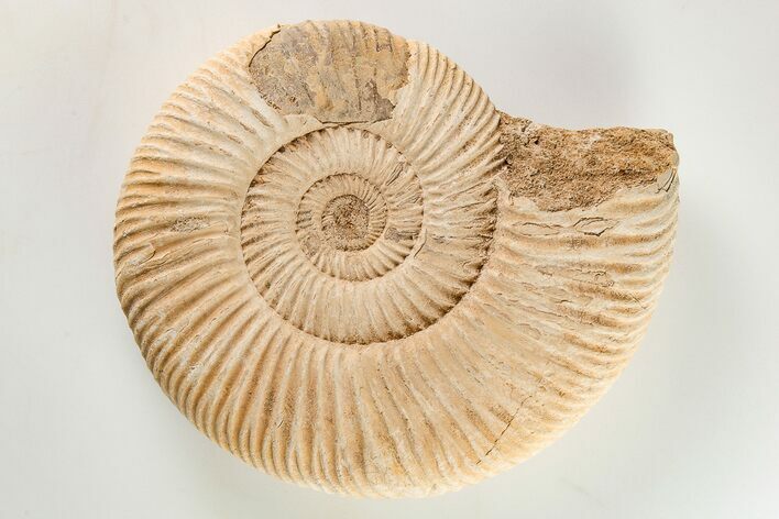 Jurassic Ammonite (Perisphinctes) Fossil - Madagascar #203947